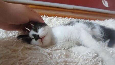 [Hadi bakalım] Tavşan BAFFI ve KEDİ MALYŞ! Tavşan BAFFI'nin SPİNNER'ı! SÜPER KEDİ, tavşanın misafiri