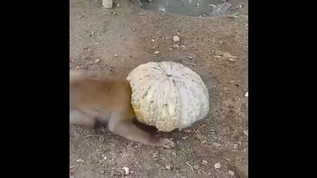 Akıllı köpekler