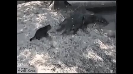 EĞLENCELİ HAYVAN VİDEOLARI KOMİK VİDEO sevimli köpek yavrusu)